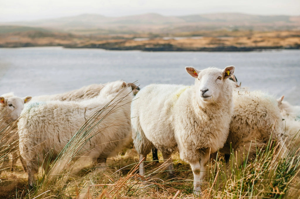 Why Wool Rugs Shed — And Why That’s Actually a Good Thing